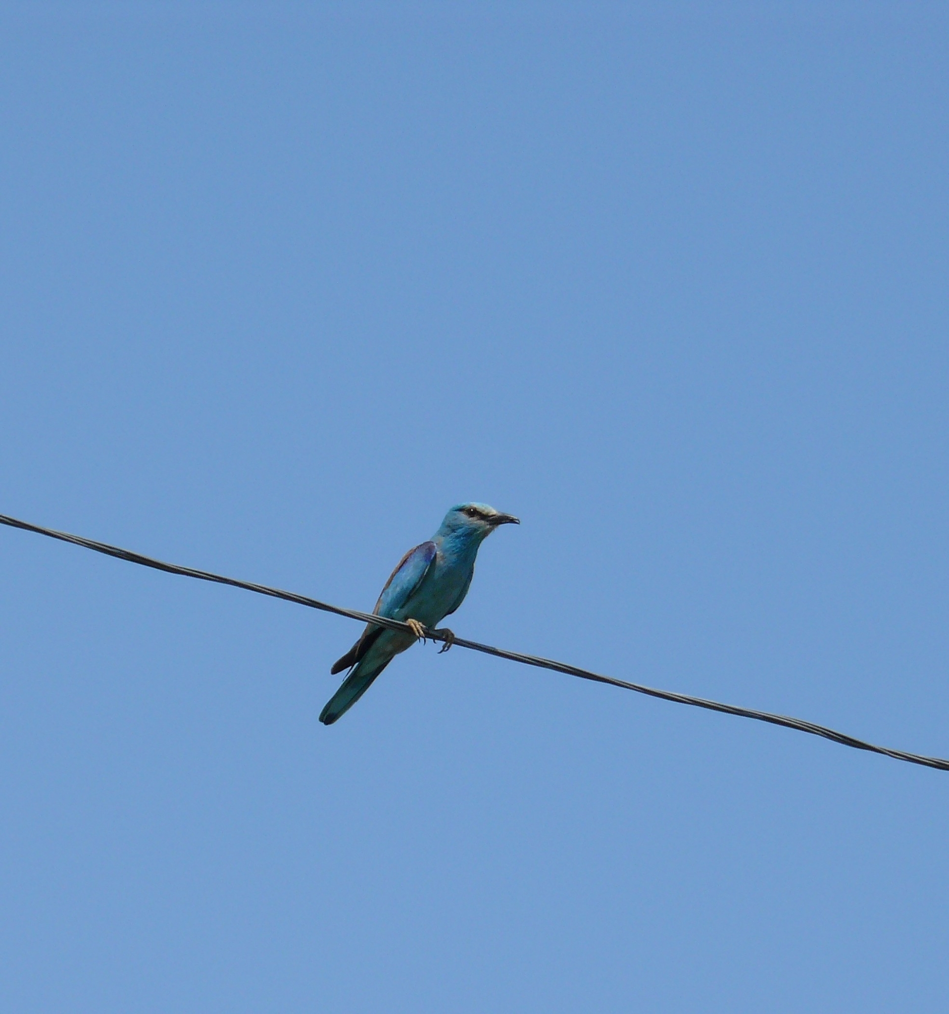 European Roller