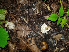Helvella lactea
