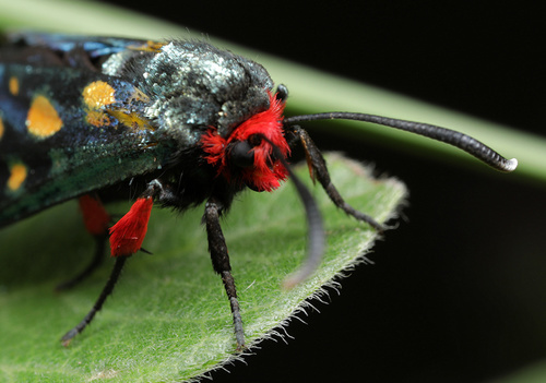 Goldspot Burnet