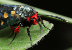 Arniocera auriguttata
