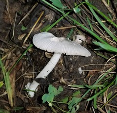 Volvariella pusilla