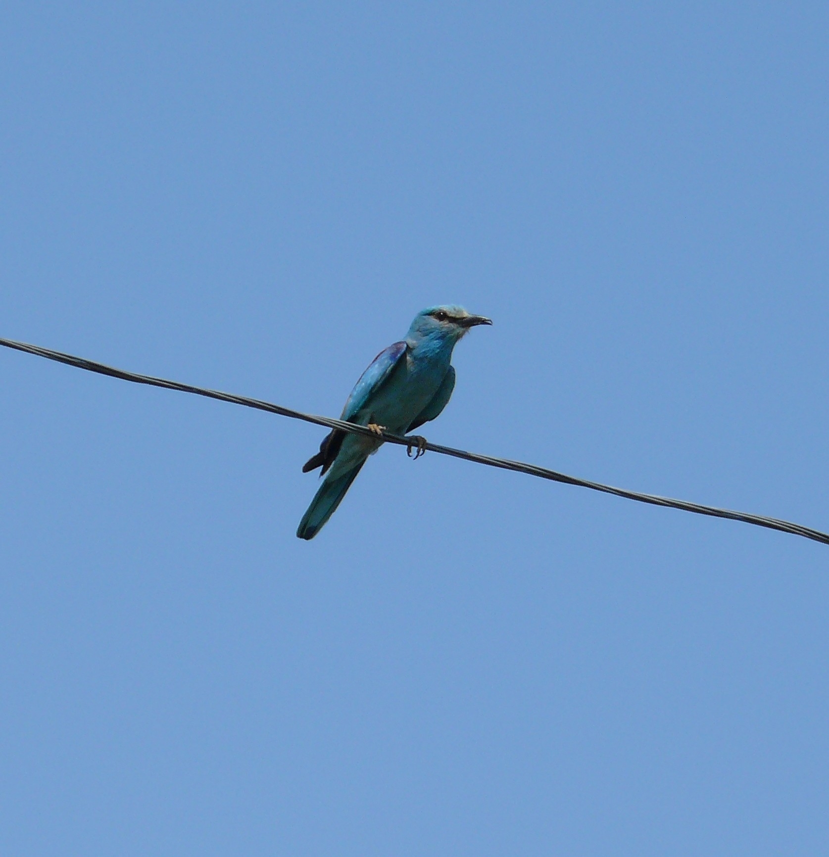 European Roller
