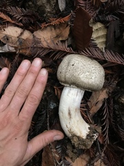 Pseudochitonia