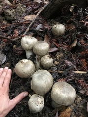 Pseudochitonia