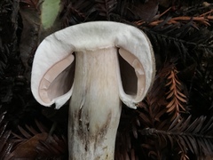 Pseudochitonia