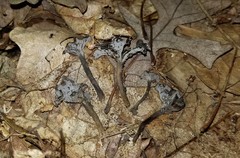 Craterellus calyculus