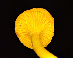 Cantharellus minor