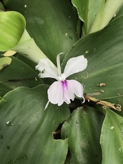 Kaempferia galanga