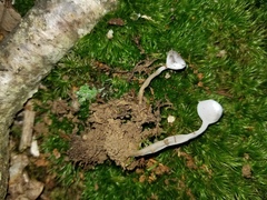 Hypomyces cervinigenus