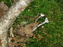 Hypomyces cervinigenus