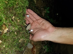 Hypomyces cervinigenus