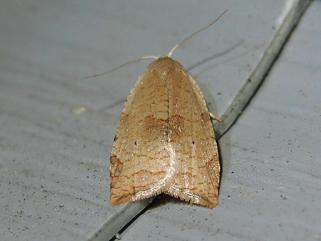 Batman Moth in June 2023 by privatenoaccess · iNaturalist