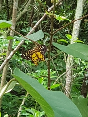 Dysphania bivexillata