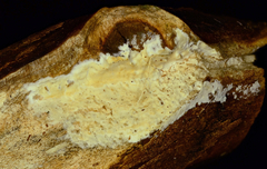 Phanerochaete sordida