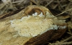 Phanerochaete sordida