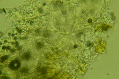 Phanerochaete sordida