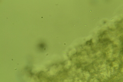 Phanerochaete sordida