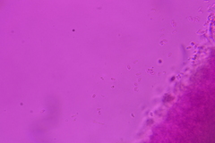 Phanerochaete sordida