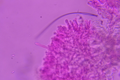 Phanerochaete sordida