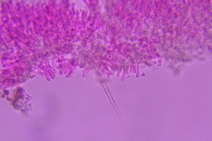 Phanerochaete sordida