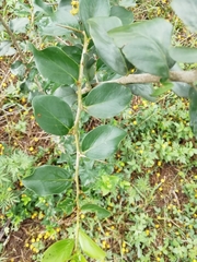 Dovyalis rhamnoides