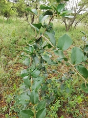 Dovyalis rhamnoides
