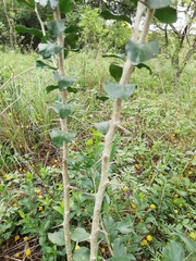 Dovyalis rhamnoides