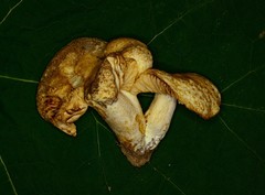 Russula earlei