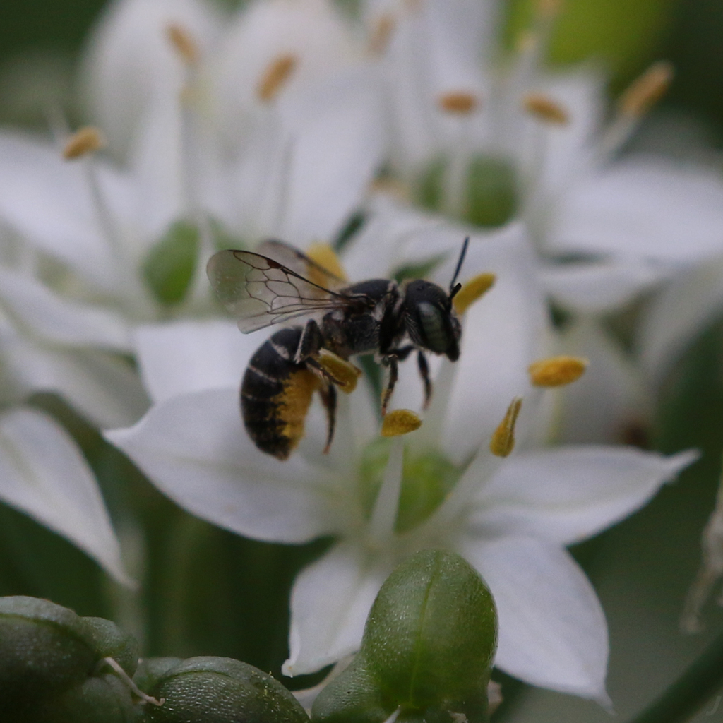 Indomalayan Armoured-Resin bee