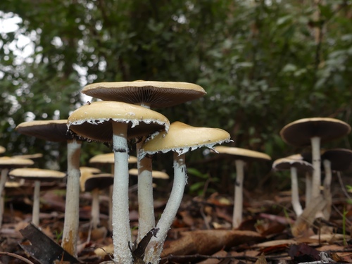 Questionable Stropharia