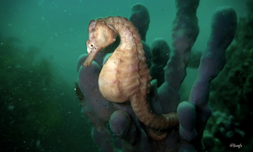 Bigbelly Seahorse