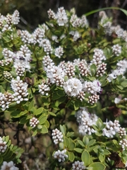 Veronica topiaria
