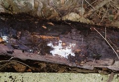 Peniophorella subpraetermissa