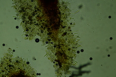 Peniophorella subpraetermissa