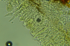 Peniophorella subpraetermissa