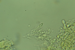 Peniophorella subpraetermissa