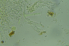 Peniophorella subpraetermissa
