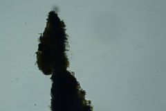 Peniophorella subpraetermissa