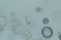 Peniophorella subpraetermissa