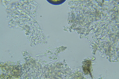 Peniophorella subpraetermissa