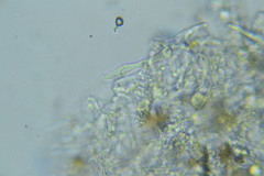 Peniophorella subpraetermissa