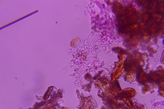 Peniophorella subpraetermissa