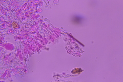 Peniophorella subpraetermissa