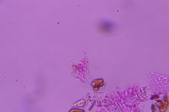 Peniophorella subpraetermissa