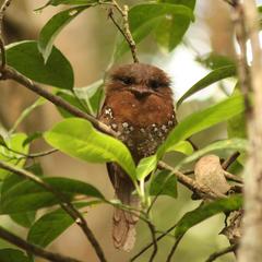 Batrachostomus moniliger