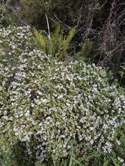 Veronica topiaria