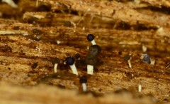 Pleurotus cystidiosus