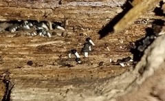 Pleurotus cystidiosus