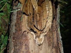 Pleurotus cystidiosus