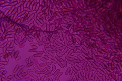 Pleurotus cystidiosus